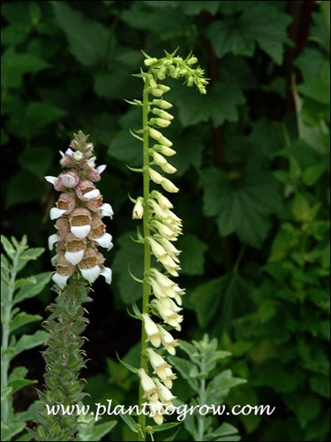 Yellow Foxglove (Digitalis lutea)
The Yellow Foxglove growing next to Grecian Foxglove (Digitalis lantana)